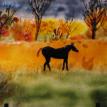 Indian Summer